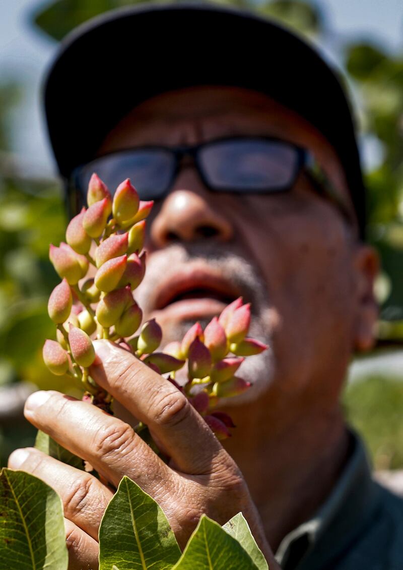 A pistachio farmer tends to a tree at a pistachio orchard in the village of Maan, north of Hama in west-central Syria.  AFP