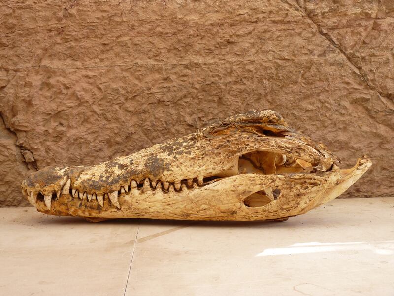 The skull of one of the largest crocodiles found at Qubbat al-Hawa. Photo: Bea De Cupere, RBINS
