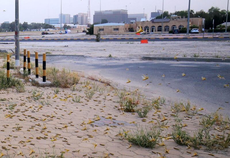 Desert locusts litter the ground in Kuwait City. AFP