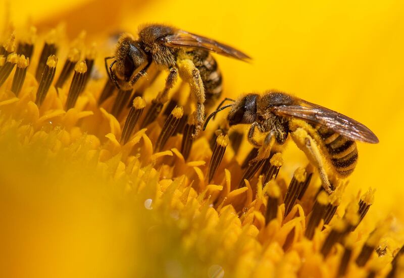 Two bees collecting nectar on a sunflower on a sunny day in Weisskirchen, Germany. AP