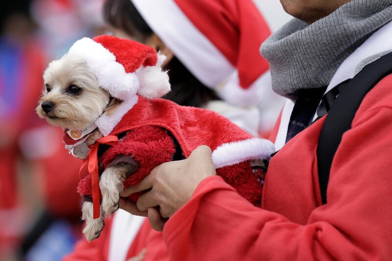 A dog dressed in a Santa Claus costume is seen before the start of the event. EPA