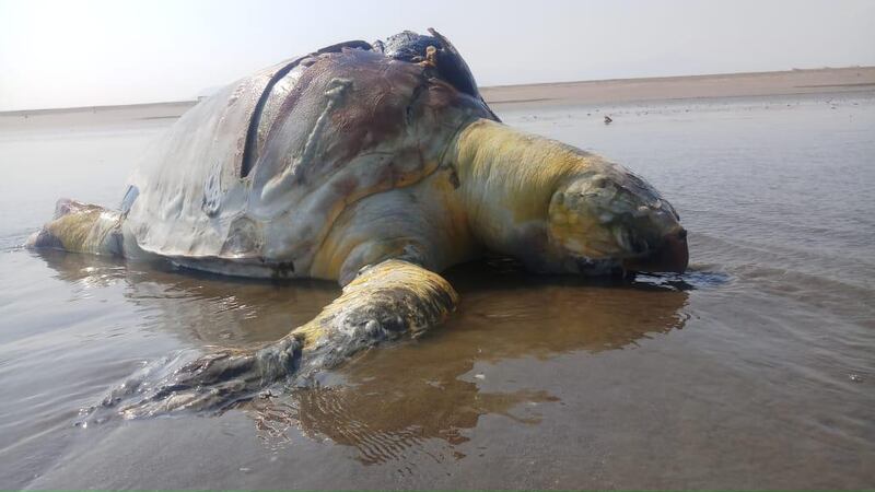 A turtle killed by a boat strike washes up on the UAE's East coast. Courtesy Environmental and Protected Area Authority