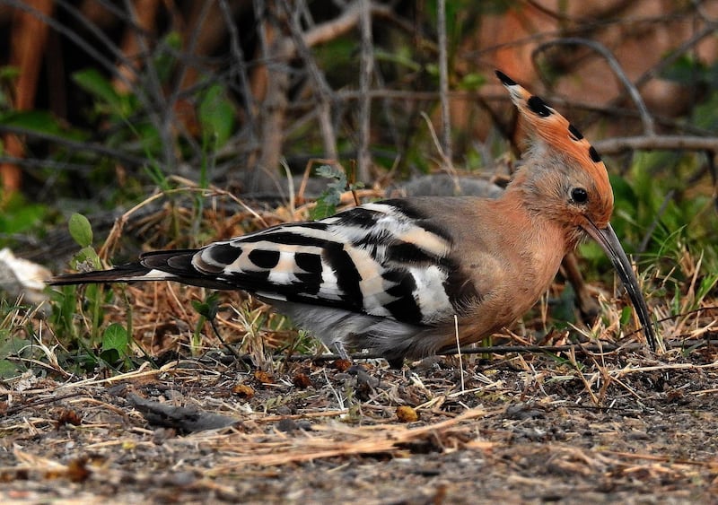 BIRDS YOU OFTEN SEE IN THE UAE: The hoopoe. Dr. Raju Kasambe / Wikimedia Commons