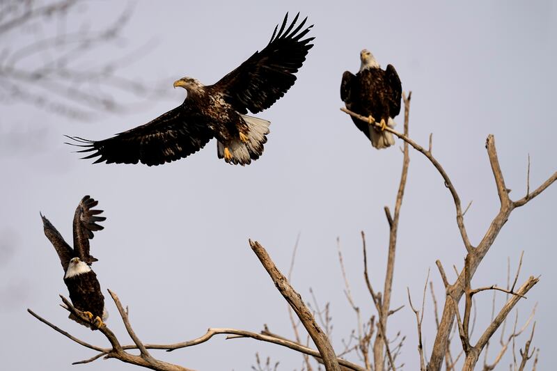 Bald eagles roost in a tree at Loess Bluffs National Wildlife Refuge in Mound City, Missouri.  AP