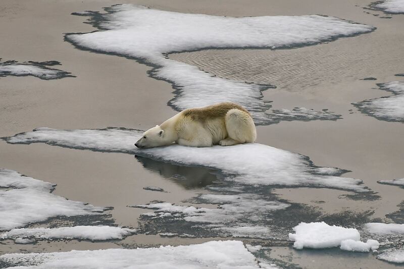 A polar bear lies on a melting ice floe in the British Channel of the Franz Josef Land archipelago, in the Russian Arctic. AFP