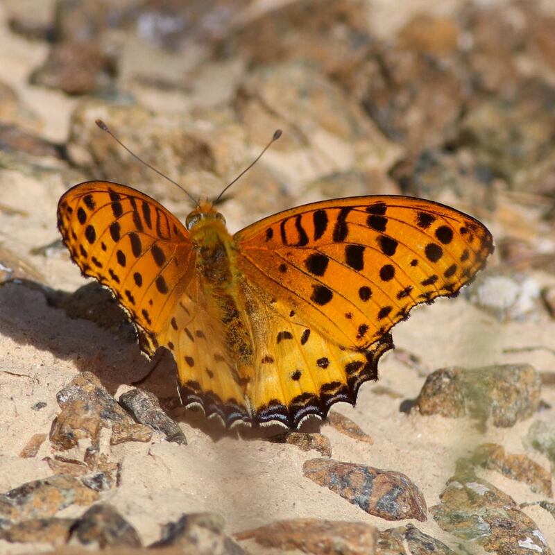 A pair of Himalayan butterflies were discovered in Fujairah. Courtesy: Wam