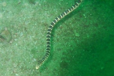 A sea snake seen in the waters off of the UAE.