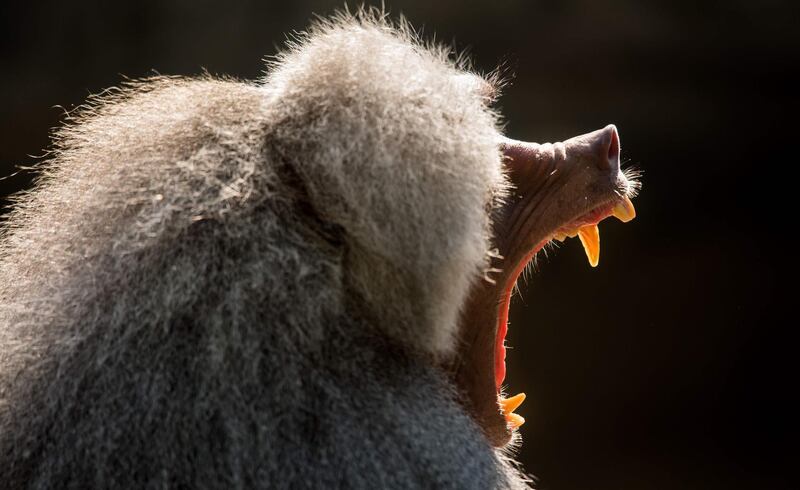 A baboon yawns in its enclosure at the Tierpark Hellabrunn zoo in Munich. DPA