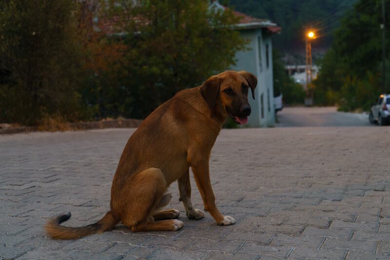 A street dog in Gundogmus, Antalya.