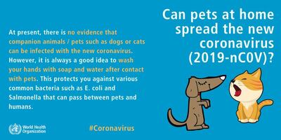 The World Health Organisation has said on its Weibo account there is "no evidence that dogs, cats and other pets can catch coronavirus. Courtesy WHO 