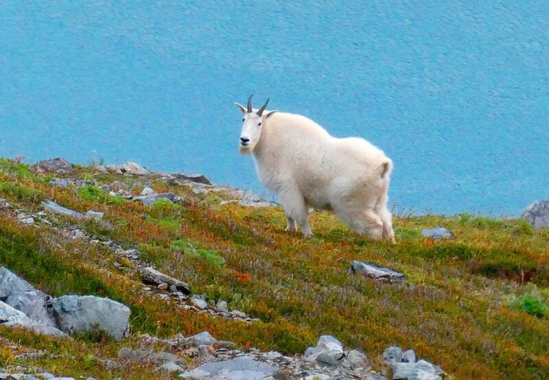 A mountain goat stands on a ridge line in Juneau, Alaska. AP Photo