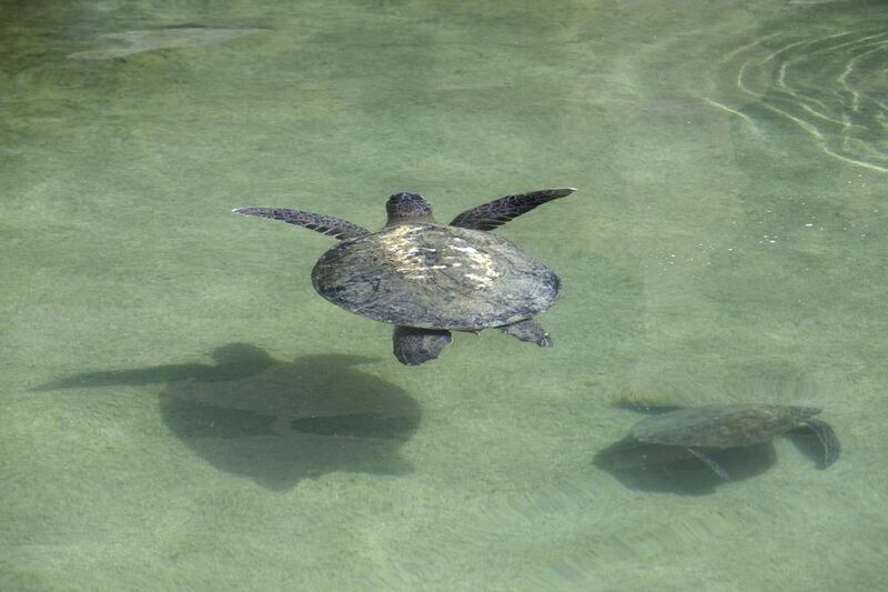Turtles are cared for at the Dubai Turtle Rehabilitation Project. Jaime Puebla / The National