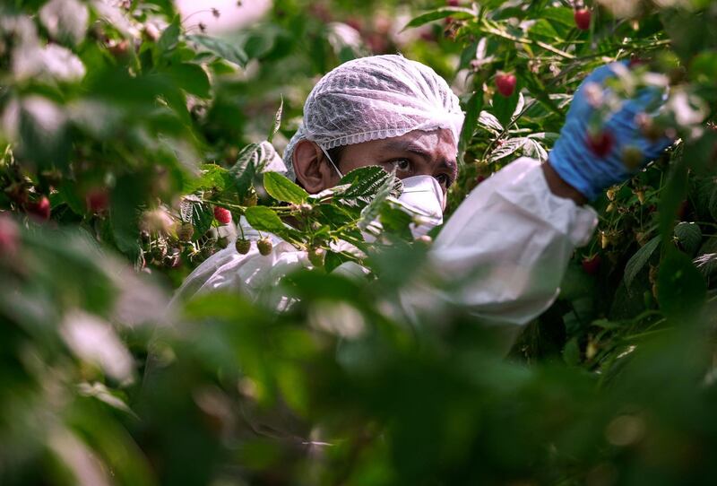 Abu Dhabi, United Arab Emirates, March 16, 2020.  
The UAE’s first raspberry and blackberry model farm, a project by the Abu Dhabi Agricultural and Food Safety Authority at Tarif-Liwa road, Al Dhafra region. -- A berry picker in full sanitary uniform. Face mask, hair net,  and white suit to maintain the utmost sanitary conditions to prevent the spread of coronavirus.
Victor Besa / The National
Reporter:  Sophia Vahanvaty 
Section:  NA