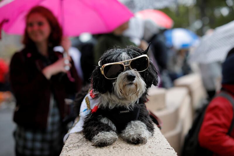 Stella the Havanese dog is dressed as Elvis Presley at the Tompkins Square Halloween Dog Parade in Manhattan, New York City. Reuters