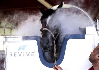 DUBAI, UNITED ARAB EMIRATES. 20 AUGUST 2019. 
A horse at Zaabeel Stables in an equine cryotherapy cabin, Revive.

A cryotherapy session for a full grown racehorse lasts around five minutes, at temperatures as low as minus 140° celsius.

(Photo: Reem Mohammed/The National)

Reporter:
Section: