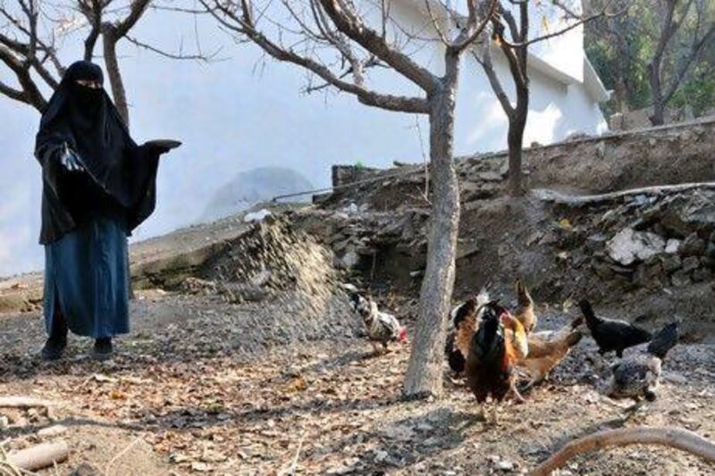 Maryam Dale feeds her chickens on Bandit Mountain. Muzammil Pasha / The National