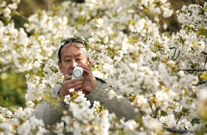A man takes pictures of a cherry tree in full bloom in the East Garden of the Imperial Palace in Tokyo. Thomas Peter / Reuters