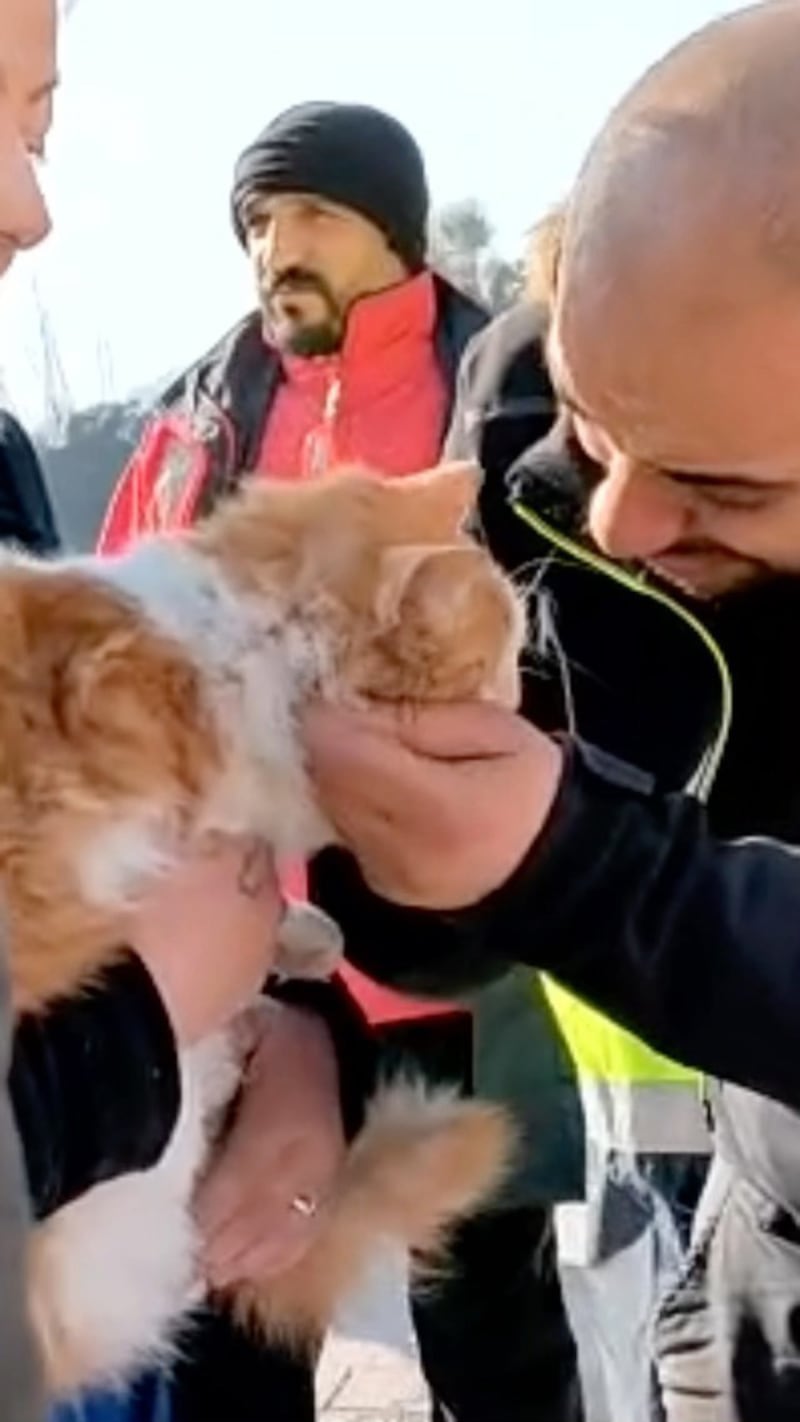 A cat being comforted by a rescue worker