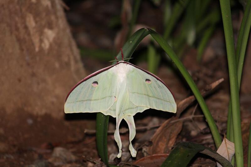 A rare image of a lunar moth at Sai Sanctuary. Courtesy Sai Sanctuary