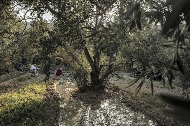 The family of 55-year-old Egyptian farmer Makhluf Abu Kassem, sit on his land as he plows and works, in Second Village, Qouta town, Fayoum, Egypt, Saturday, Aug. 8, 2020. Abu Kassem fears that a dam Ethiopia is building on the Blue Nile, the Nile's main tributary, could add to the severe water shortages already hitting his village if no deal is struck to ensure a continued flow of water. "The dam means our death," he said. (AP Photo/Nariman El-Mofty)