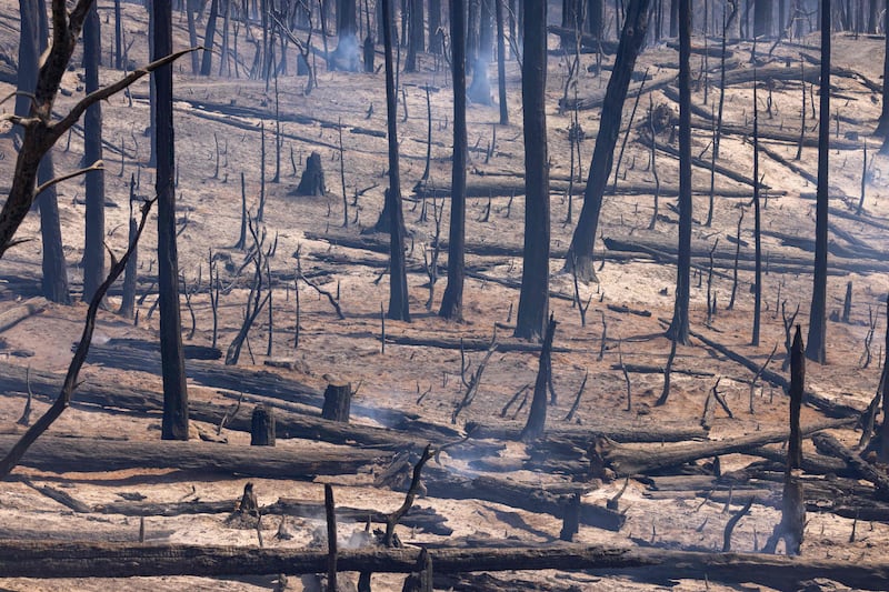 Smoldering trunks near Mariposa, California. AFP