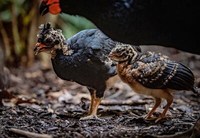 There are thought to be fewer than 250 red-billed curassows left in the wild. PA
