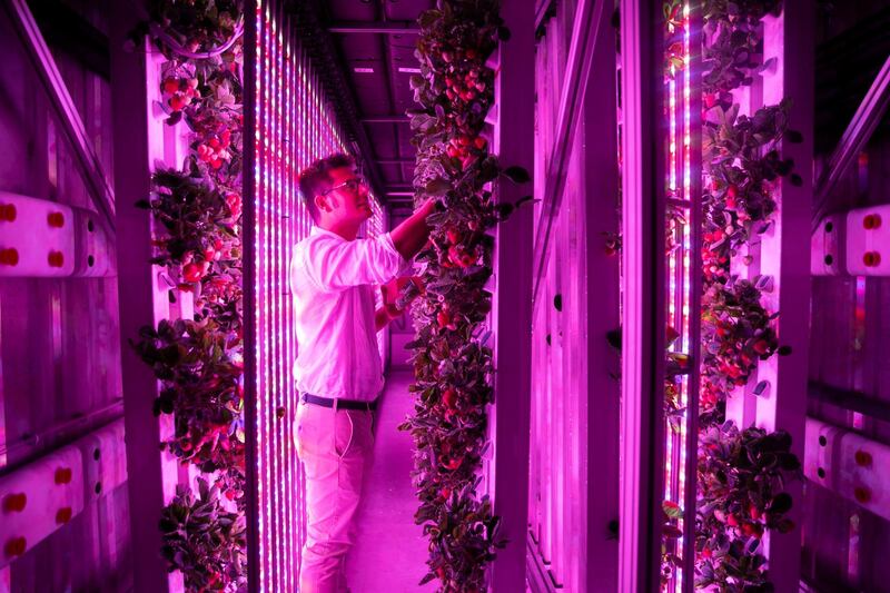 DUBAI, UNITED ARAB EMIRATES - SEPTEMBER 17, 2018. 

Georges Beaudoin, International Operations Manager, Agricool. Agricool grows strawberries in a shipping container in Sustainable City.

Agricool is a french start-up that grows fruits and vegetables inside shipping containers, where they grow without pesticide, minimum water and nutrition intake, no GMOs, and are harvested the day you will purchase. 

(Photo by Reem Mohammed/The National)

Reporter: LIZ COOKMAN
Section: NA