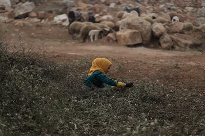 A woman collects olive twigs for firewood at the Unesco World Heritage Site of Babisqa, in the northern countryside of Idlib, Syria. 