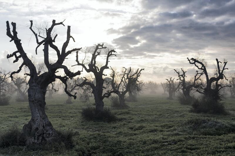 Dead olive trees in the countryside of Ugento, in Salento. Entire swathes of the region now look like an eerie cemetery of desiccated trees, some of which had stood for centuries if not thousands of years. (2017)