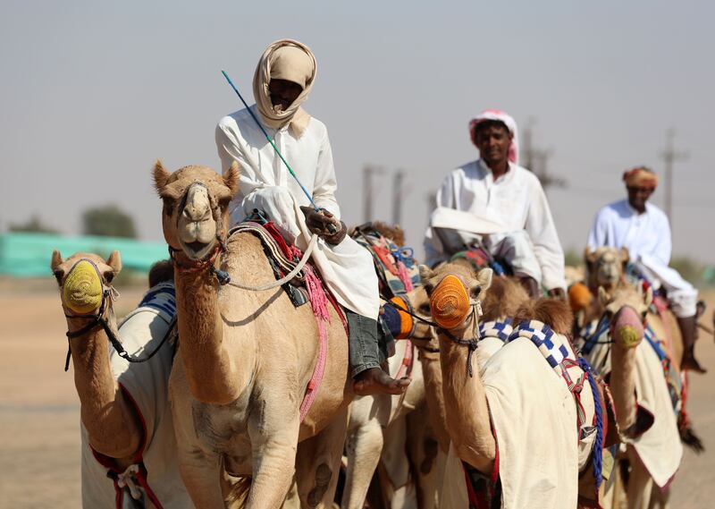 They can travel up to 100 desert miles without water.