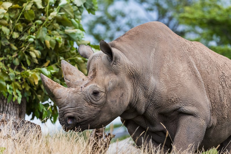The black rhino is an endangered species but has seen its numbers grow in recent years, with the WWF projecting there to be 2,000 of the species by 2037. Picture: Jason Wells