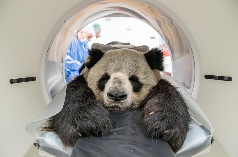 The male Giant Panda Jiao Ling has a medical examination in a computer tomograph at the Leibniz Institute for Zoo and Wildlife Research (IZW), in Berlin, Germany.  EPA