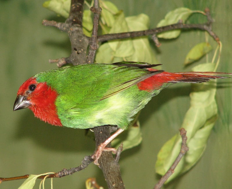 The parrot finch shows its true colours. Photo: Wikimedia Commons