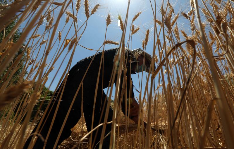 An Iraqi Kurdish harvests wheat in the Qandil Mountains, in the northern part of the country. AFP