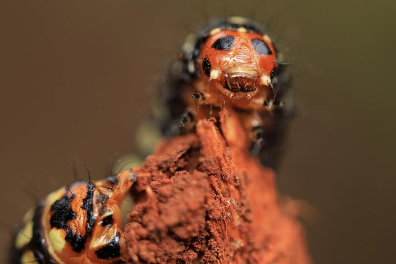 A photo taken with a macro-lens of a Fall Armyworm on a stick in Karura forest in Nairobi, Kenya.  EPA