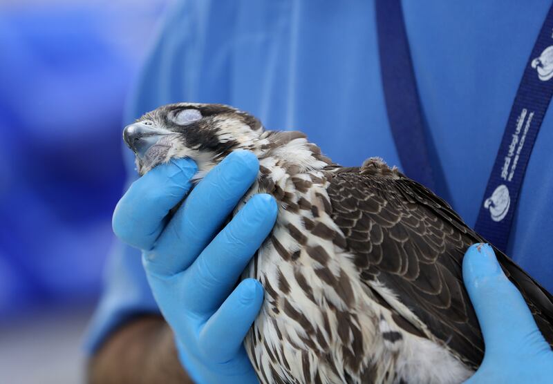The Abu Dhabi Falcon Hospital has a huge laboratory for medical research