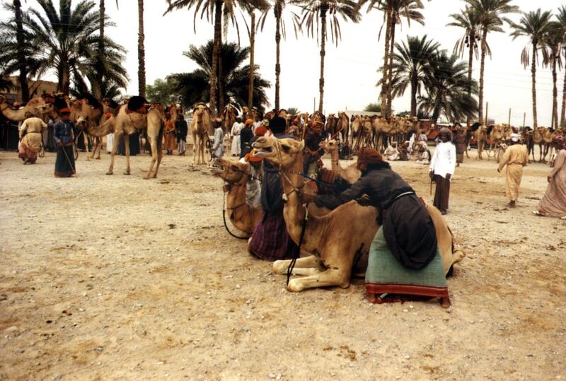 Preparation of camel race in the Al Wafi tracks in the Eastern Region of Oman. Photo by Jawad Ibrahim
