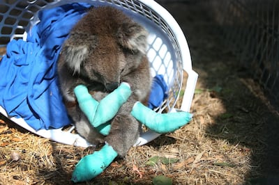 KANGAROO ISLAND, AUSTRALIA - JANUARY 08: An injured koala rests in a washing basket at the Kangaroo Island Wildlife Park in the Parndana region on January 08, 2020 on Kangaroo Island, Australia. The Kangaroo Island Wildlife Park positioned on the edge of the fire zone has been treating and housing close to 30 koala's a day. Almost 100 army reservists have arrived in Kangaroo Island to assist with clean up operations following the catastrophic bushfire that killed two people and burned more than 155,000 hectares on Kangaroo Island on 4 January. At least 56 homes were also destroyed. Bushfires continue to burn on the island, with firefighters pushing to contain the blaze before forecast strong winds and rising temperatures return. (Photo by Lisa Maree Williams/Getty Images)