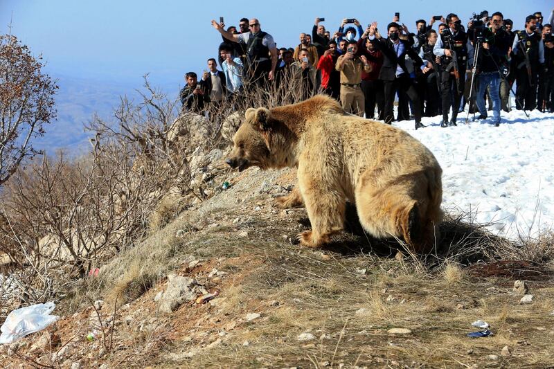 People look at a bear after Kurdish animal rights activists released it into the wild in Dohuk, Iraq. Reuters