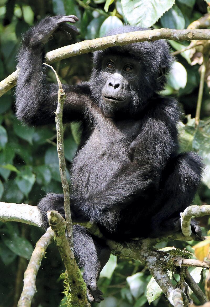 epa03429894 A young Mountain Gorilla sits in a tree in the Bwindi Impenetrable National Park, Uganda, 05 October 2012. The Bwindi Impenetrable Forest Reserve was created in 1942 and later on renovated to the Bwindi Impenetrable National Park in 1992 and listed as a world Heritage site in 1994. It covers an area of 327 square kilometres and gives home to almost 50% of the world's population of the Mountain Gorillas which are estimated at less than 800 specimen.  EPA/GERNOT HENSEL *** Local Caption *** 50554500