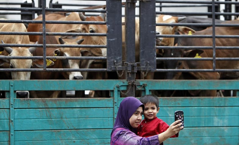 Malaysian Muslims take a picture in front of cows before the animals are slaughtered for Eid Al Adha. AP