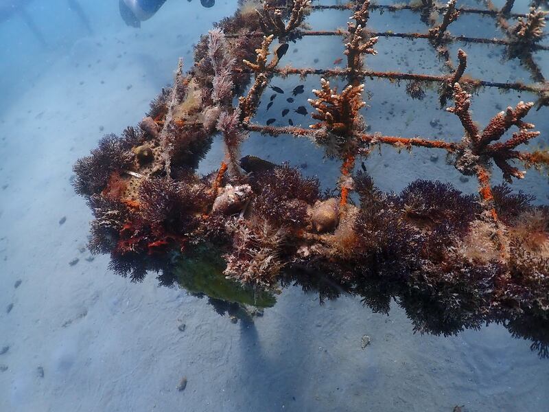Frames for coral in Freestyle Divers' second artificial reef area 