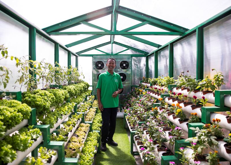 ABU DHABI, UNITED ARAB EMIRATES. 13 FEBRUARY 2020.
Hydroponics 6m green house in Gracia Farms in Al Shahama. Gracia uses hydroponic and NGS systems.
(Photo: Reem Mohammed/The National)

Reporter:
Section: