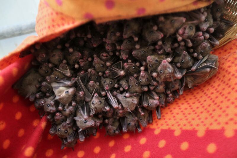 Fruit bats hang in a cage at a shelter created by Lifschitzh. AFP