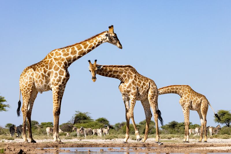 Giraffe at Onkolo Hide, Onguma Game Reserve, Namibia. Bill Gozansky / Comedywildlife