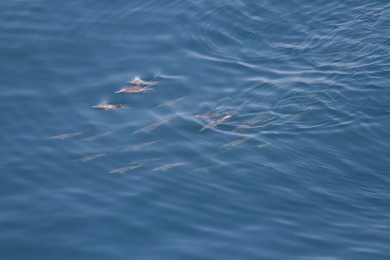 The Indo-Pacific common dolphin (Delphinus delphis tropicalis). Photo: Robert Baldwin