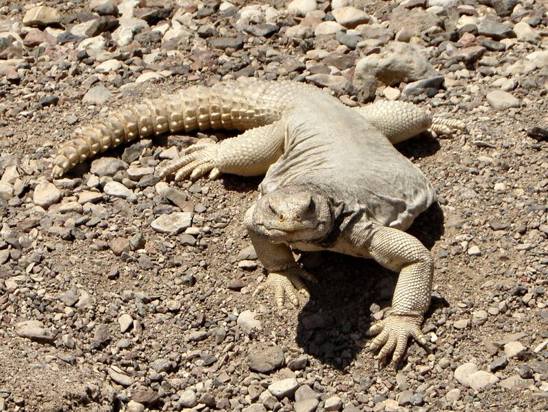 A spiny tailed lizard in the Dana reserve. Officials and experts use drones to tackle poaching and carry out surveys of the region. Photo: Wikicommons
