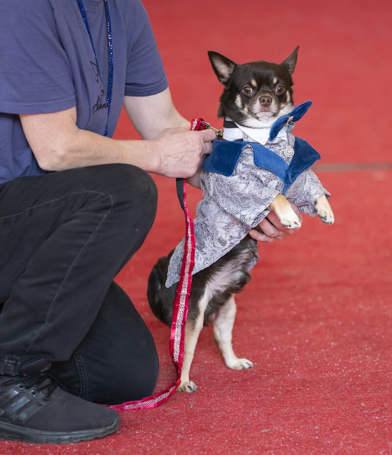 A suited-up dog is judged on the red carpet. 