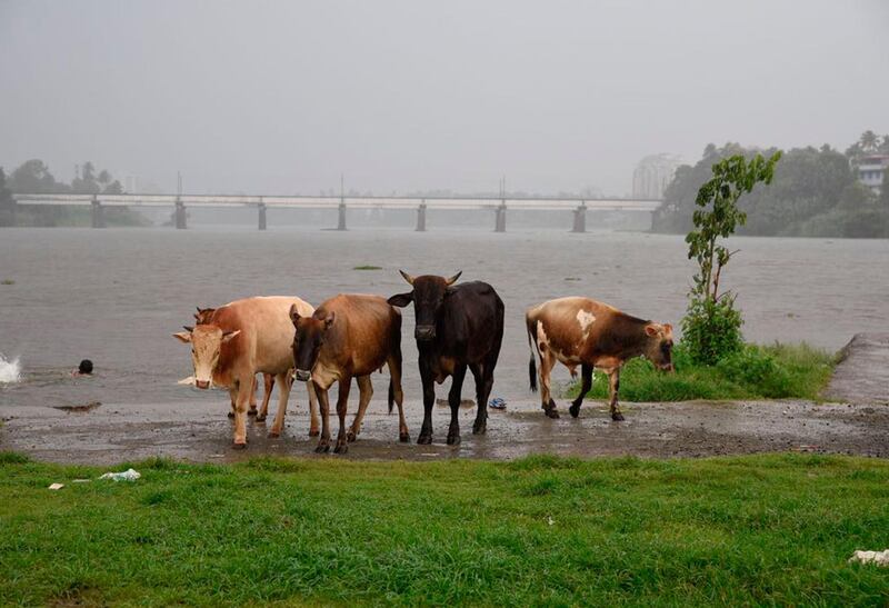 Cows walk in the rain by the River Periyar in Kochi, in the southern India state of Kerala, Tuesday, May 29, 2018.  The Indian Meteorological Department (IMD) said Tuesday that the southwest monsoon has arrived in Kerala and Tamil Nadu. (AP Photo/R.S. Iyer)