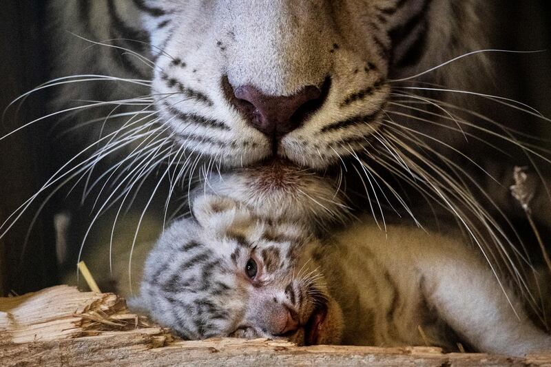A White Bengal tiger cub with its mother Burani are pictured at the White Zoo in Kernhof, Lower Austria. EPA